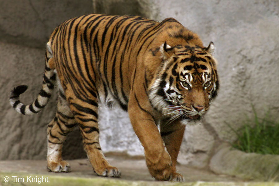 Lion Vs Tiger Fight Wikipedia