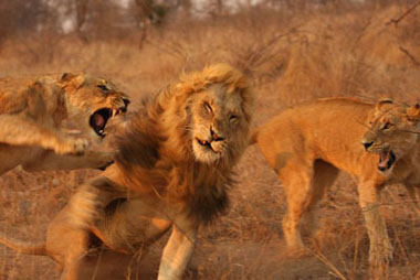 Lion Vs Tiger Fighting Games