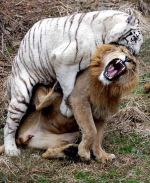 Lion Vs Tiger Real Fight