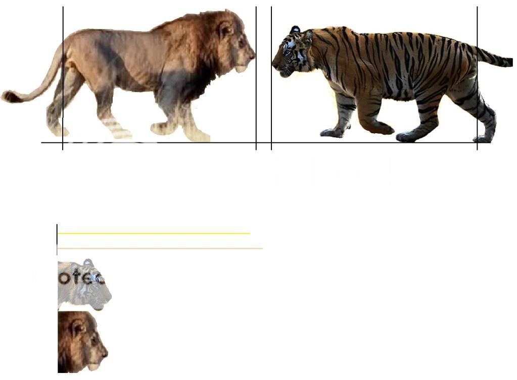 Lion Vs Tiger Size
