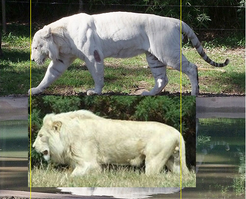 Lion Vs Tiger Size Weight