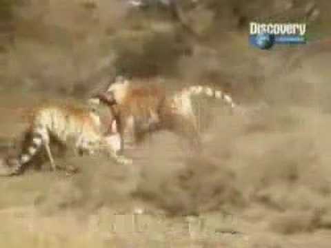 Lion Vs Tiger Video