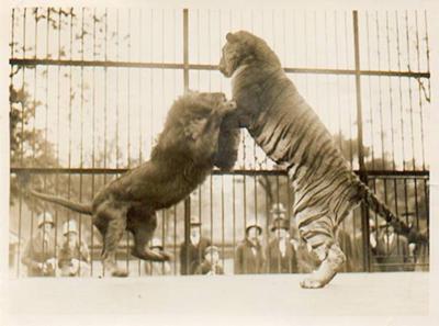 Lion Vs Tiger Video Fight