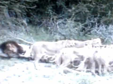 Lion Vs Tiger Video Fight