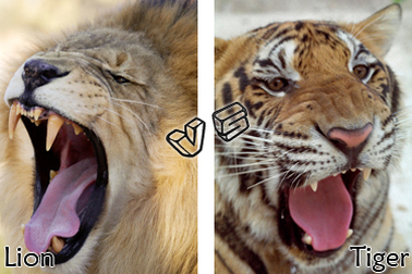 Lion Vs Tiger Who Would Win