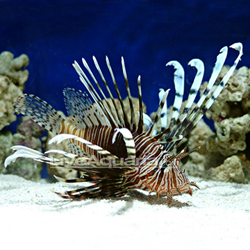 Lionfish Aquarium Setup