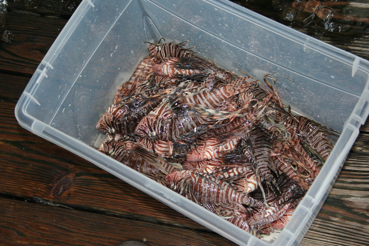 Lionfish Aquarium Setup