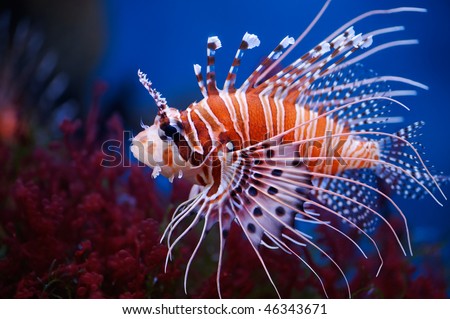 Lionfish Aquarium Setup