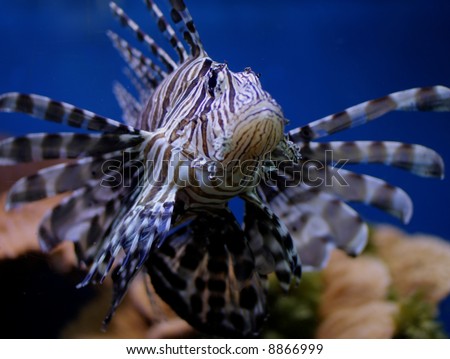 Lionfish Aquarium Setup