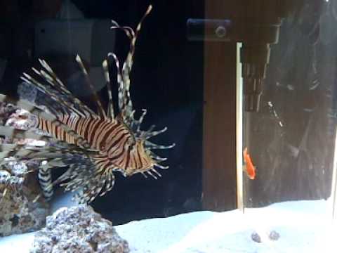 Lionfish Eating Goldfish