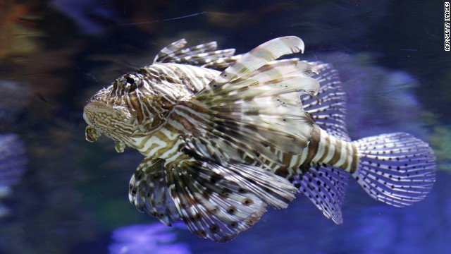 Lionfish Eating Habits