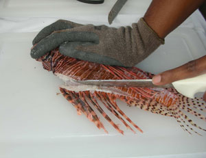 Lionfish Eating Habits