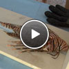 Lionfish Eating Habits