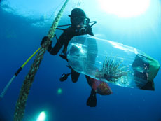 Lionfish Eating Habits