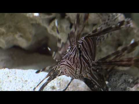 Lionfish Eating Habits