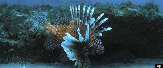 Lionfish Eating Habits