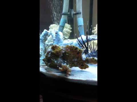 Lionfish Eating Habits