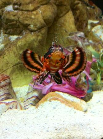 Lionfish For Sale Uk