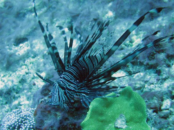 Lionfish Sting Care