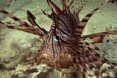 Lionfish Sting Care