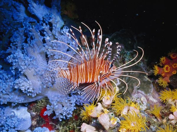 Lionfish Sting Care