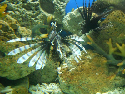 Lionfish Sting Care