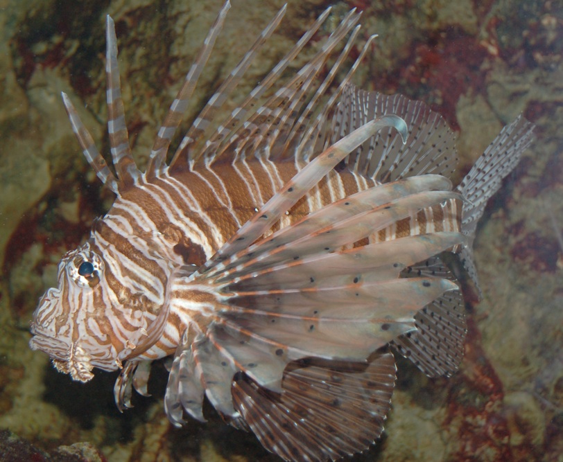 Lionfish Sting Effects