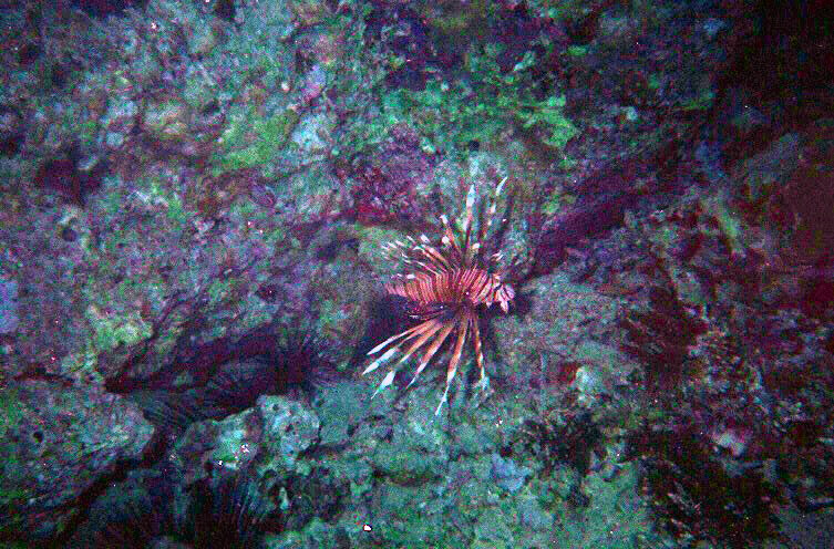 Lionfish Sting Effects