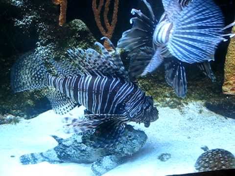 Lionfish Sting Effects