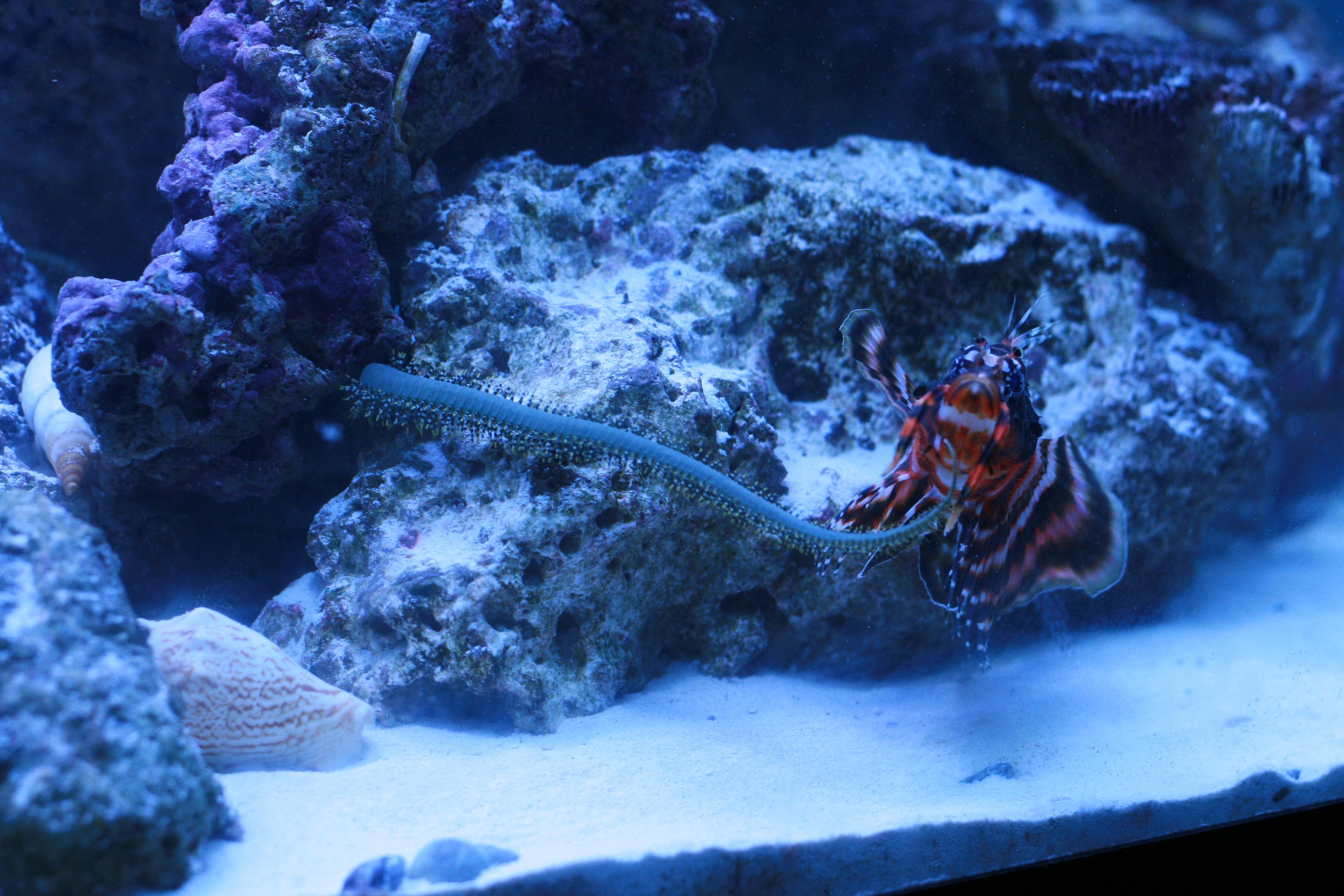 Lionfish Sting Effects