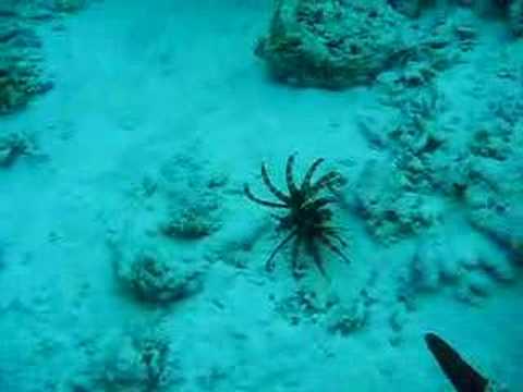 Lionfish Sting Other Fish