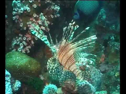 Lionfish Sting Other Fish