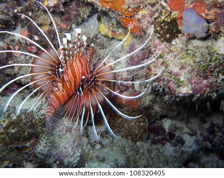 Lionfish Sting Other Fish