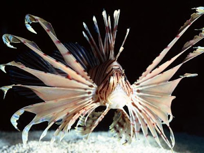 Lionfish Sting Other Fish