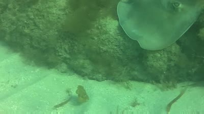 Lionfish Sting Other Fish