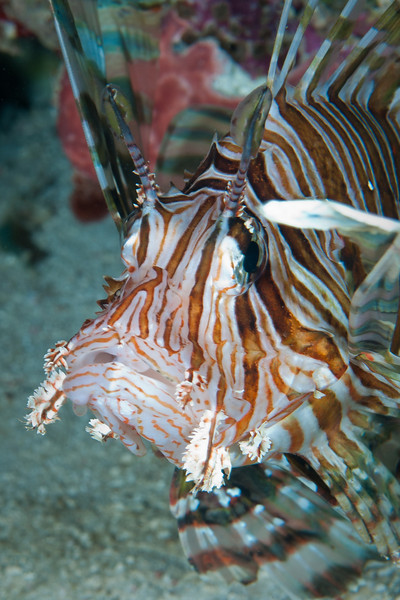 Lionfish Sting Pain