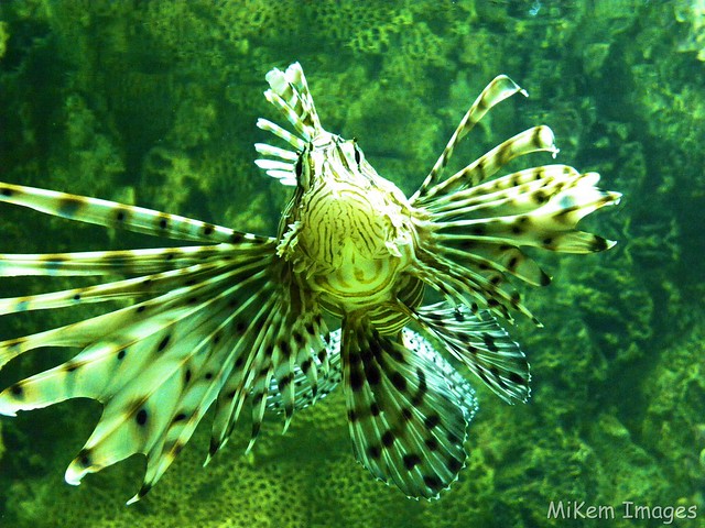 Lionfish Sting Pain