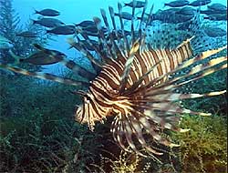 Lionfish Sting Pain