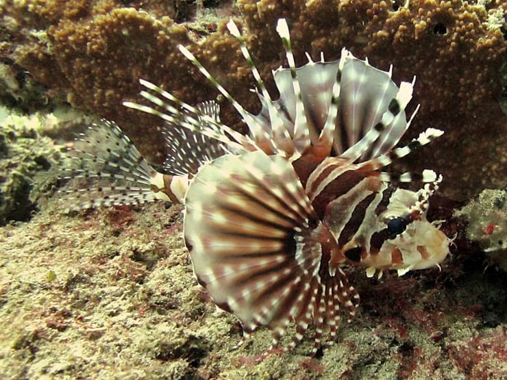 Lionfish Sting Pain