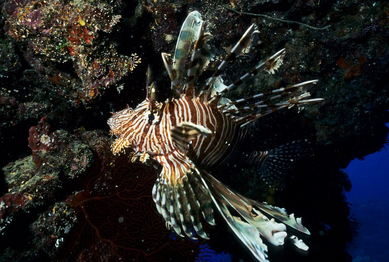 Lionfish Sting Pain