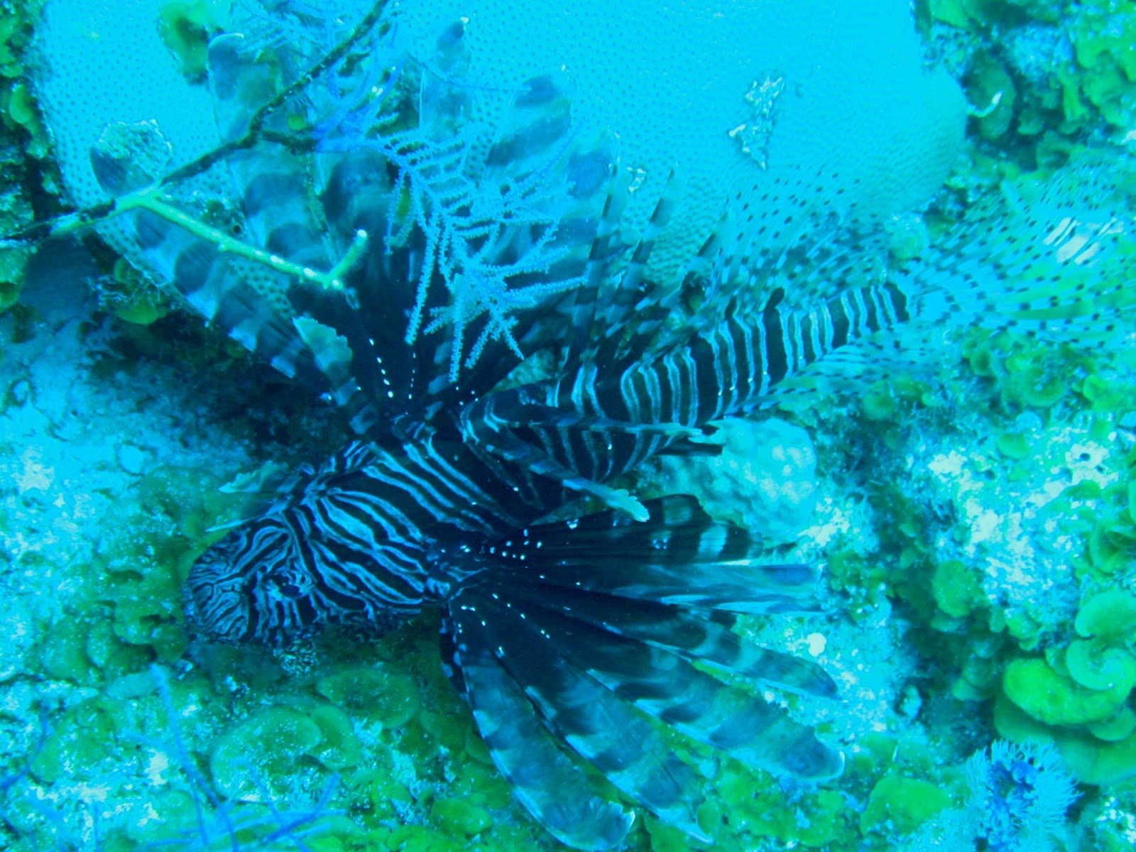 Lionfish Sting Pain