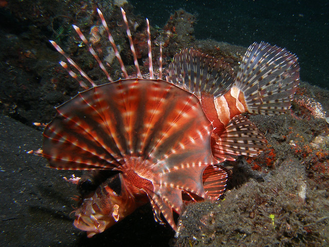 Lionfish Stingers