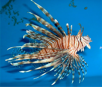 Lionfish Stingers