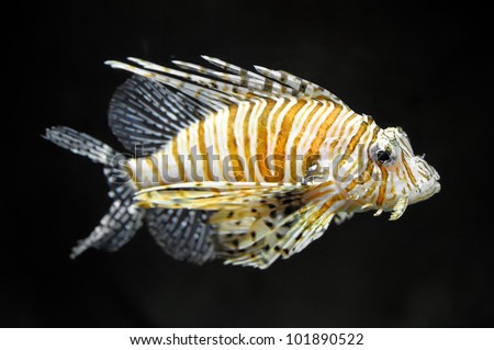 Lionfish Stingers