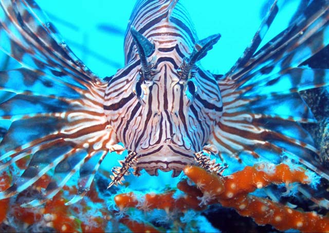 Lionfish Stingers