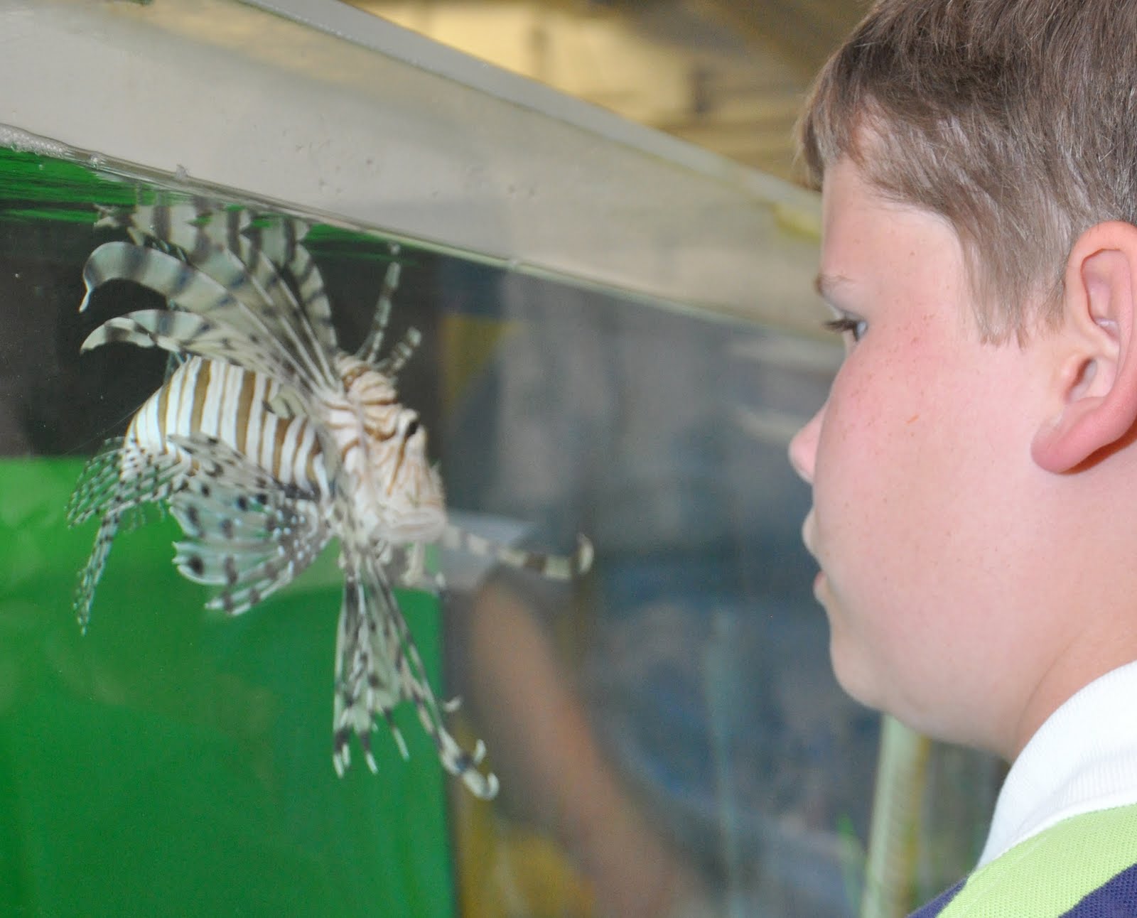 Lionfish Stingers