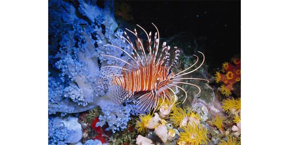 Lionfish Stingers