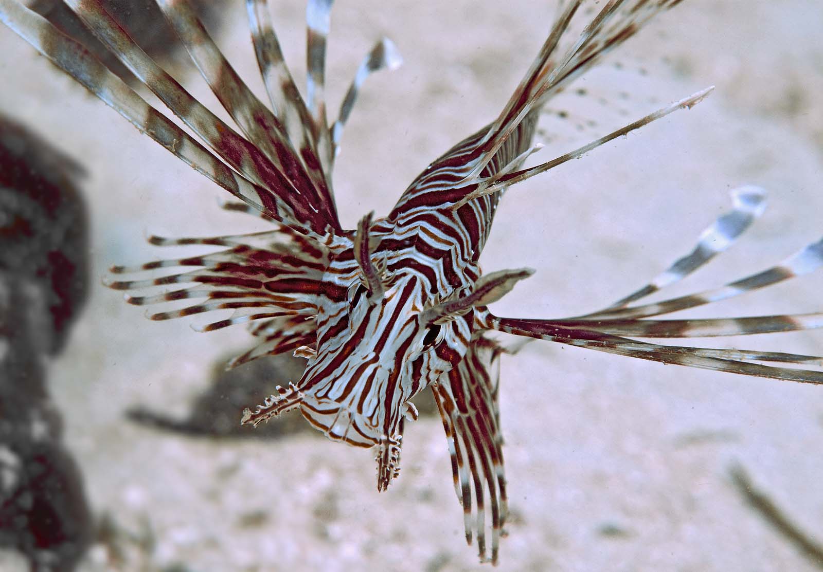 Lionfish Tattoo Designs