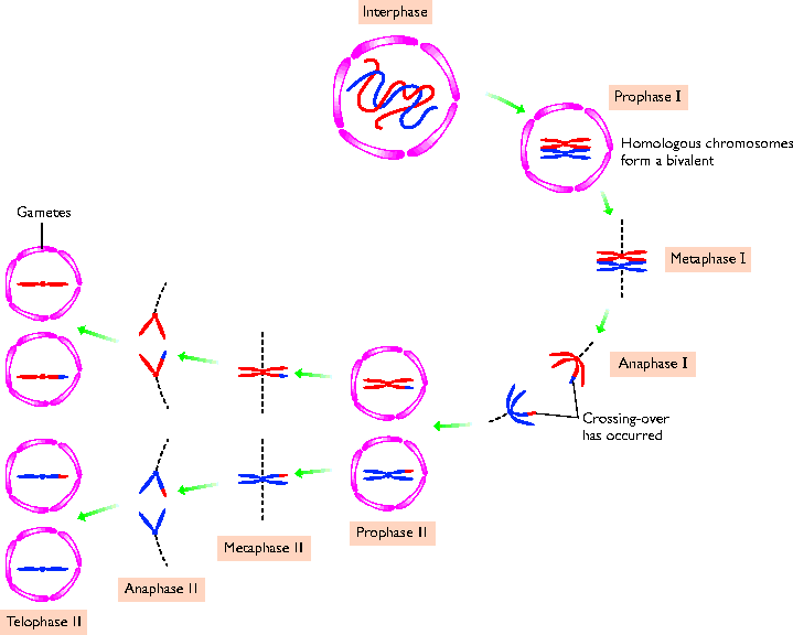 Meiosis Cell Division Stages