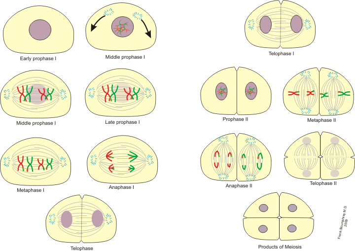 Meiosis Cell Division Stages